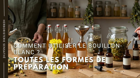 Comment utiliser le bouillon-blanc  Infusion, décoction, cataplasme, teinture... Toutes les formes galéniques - Herboristerie Sensathé